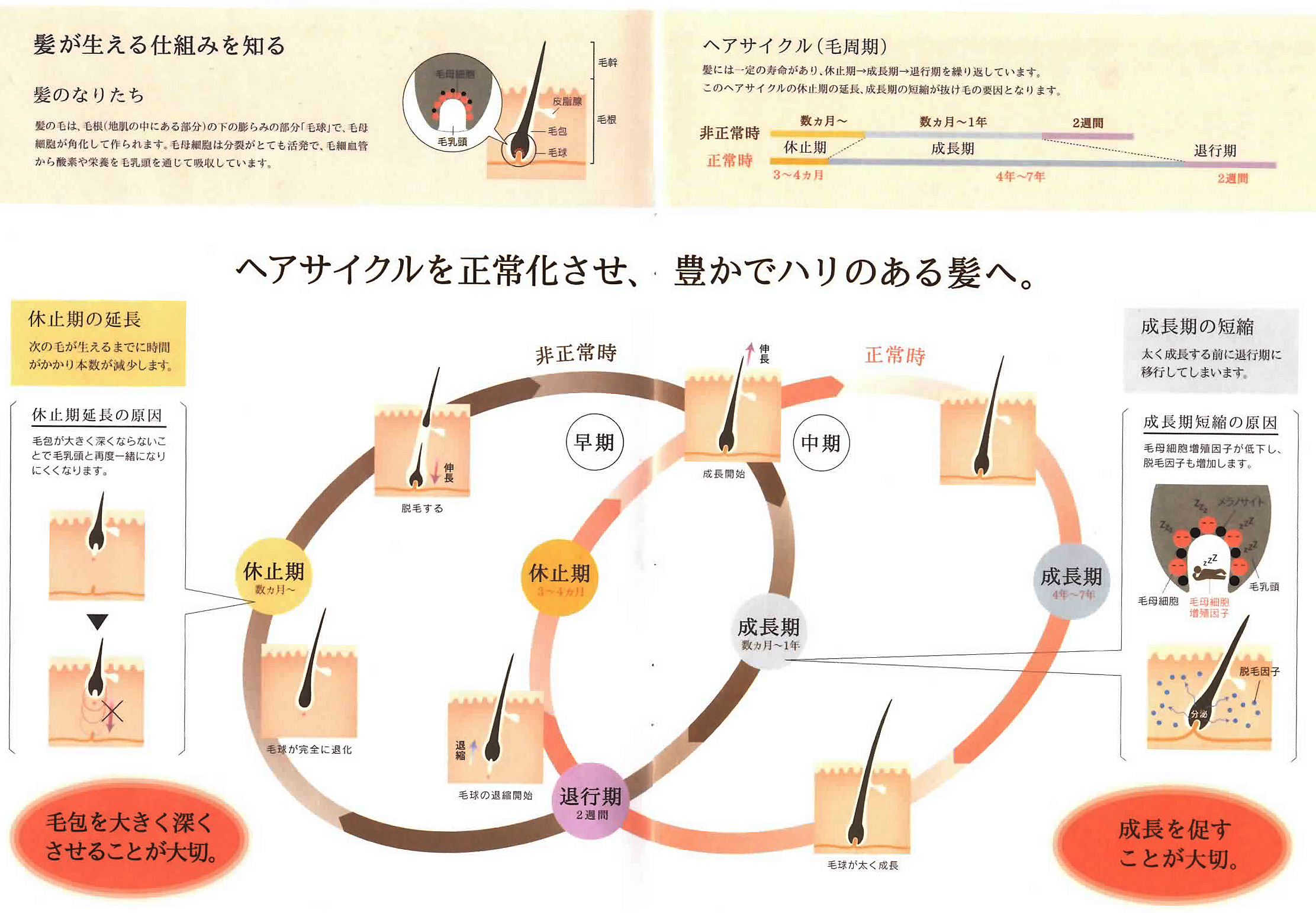 育毛 毛周期について
